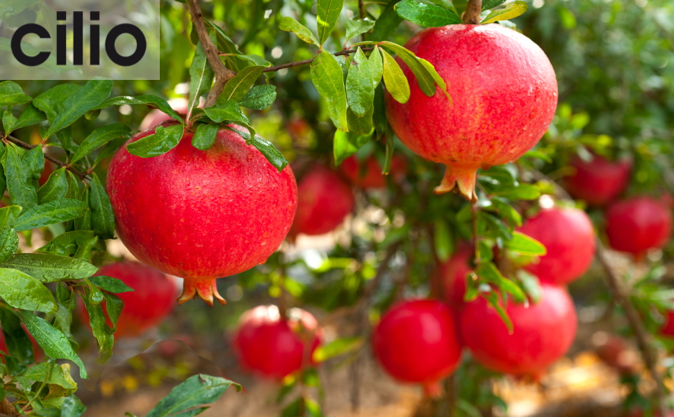 Профессиональная ручная соковыжималка для цитрусовых Cilio LIVORNO Pomegranate Squeezer